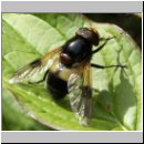 Volucella pellucens - Gemeine Waldschwebfliege m01.jpg